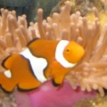 Clown