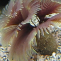 Feather Duster