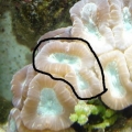 circled polyp candy