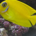Yellow mimic lemon peel tang