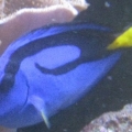 hippo tang