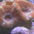 acan