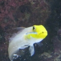 Yellow headed sleeper goby