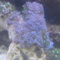 zoas xenias