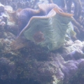 clam