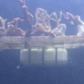 frag tray
