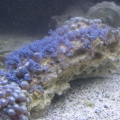 zoas closed