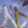 frags