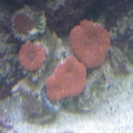 need id