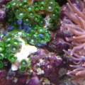 Zoos and LTA