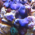 Shroom rock