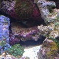 Zoo cluster