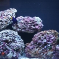 24gal JBJ Nano