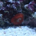 Limpet