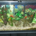 My fish tank