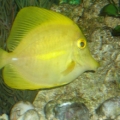 One of my yellow tangs