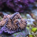 Neon Orange Ricordia