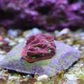 War Coral