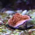 Orange Cap