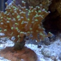 fish422c