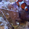 fish322d