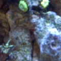 fish322e
