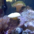 fish322f