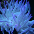 hawaiian pit tip anemones