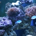 dirtys tank