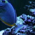 hawaiian naso tang