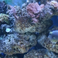 dirtys tank