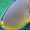 dirtys naso tang