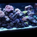 200 gallon reeftank