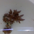 acroporia sps   new in the bucket