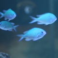 tank2 009