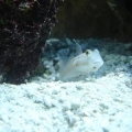 dimonds are a aquarists best friend