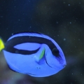 fish1
