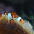 fish2