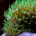 green star polyps