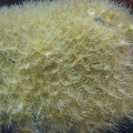 Yellow polyps