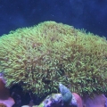 Green Stars