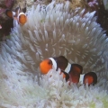Clowns