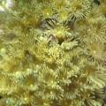 yellow polyps