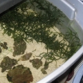 refugium