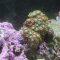 green zoos, from world wide corals!