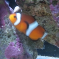 Clownfish Hiding