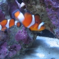 Pair of Clown Fish