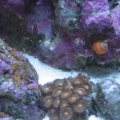 Zoanthids, Snail taking a walk from the Glass back to the LR