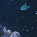 Chromis being Shy