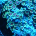 Antic RGB zoas  I love this pic